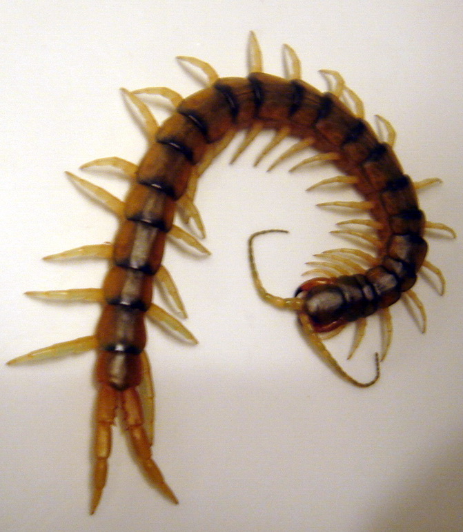 Myriapoda 1 - Scutigera coleoptrata?  No, Scolopendra cingulata (Chilopoda)